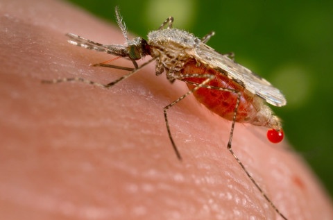 Mesir Bebas Malaria: Mungkinkah Indonesia Mengikuti Jejaknya?